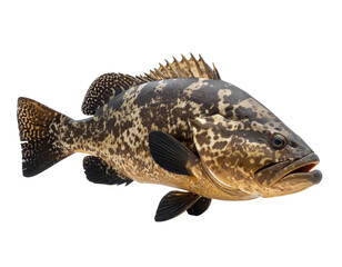 Naklejka premium grouper fish on isolated transparent background