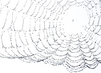 Spider Web with Dew Drops on White Background, Abstract Natural Pattern