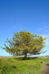 Fototapeta premium A bright tree by the beach