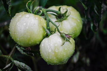 Green tomatoes glistening with raindrops in a lush garden on a vibrant summer afternoon