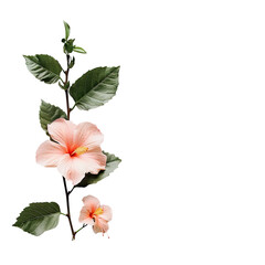 Obraz premium Delicate peach hibiscus blooms on dark background