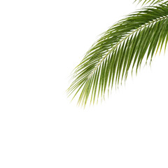 Isolated vibrant palm frond against a featureless void with transparent surrounding ensuring