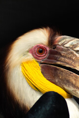 close up of a pelican head