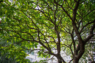 Fototapeta premium Branches and leaves sway gently in the breeze amidst a tranquil urban setting on a sunny day