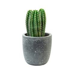 Small, green cactus in a speckled gray pot