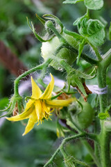 Yellow flower blooms on a tomato plant in a vibrant garden; drops of dew glisten in the morning light