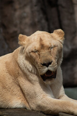 portrait of a lion