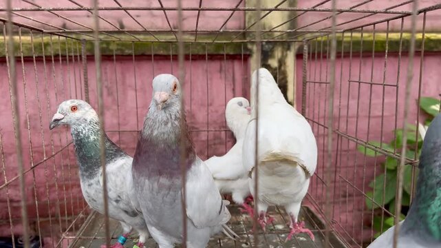 Different Types of Pigeons at Local Bird Market &ndash; 4K Stock Footage

