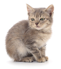 Kitten on white background.