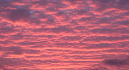 A dramatic textured pattern of fiery pink and purple altocumulus clouds at sunset. Beautiful and vibrant abstract nature background or wallpaper for passionate and intense concepts.