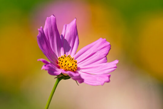 Cosmos bipinnatus - Schmuckk&ouml;rbchen im Garten