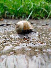 snail on the road