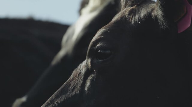 Close-up, A single dairy cow stands still, gazing directly into the camera with wide, unblinking eyes&mdash;its mottled coat and twitching ears framed by the dull steel of the holding pen.
