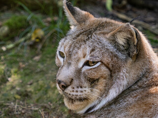 Boreal lynx at a species recovery center in the Basque Country (Spain)