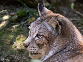 Obraz premium Boreal lynx at a species recovery center in the Basque Country (Spain)