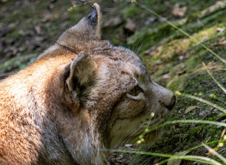 Boreal lynx at a species recovery center in the Basque Country (Spain)