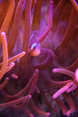 nemo in aquarium