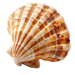 Obraz premium Close-up of a scallop shell, showing intricate patterns and colors