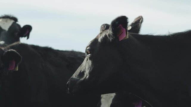A single dairy cow stands still, gazing directly into the camera with wide, unblinking eyes&mdash;its mottled coat and twitching ears framed by the dull steel of the holding pen.