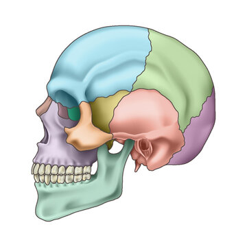 Human skull bones anatomy. Cranial colored parts structure. Outline sutures. Zygomatic, nasal, maxilla, temporal lacrimal mandible frontal parietal occipital. Brain protection. Vector illustration