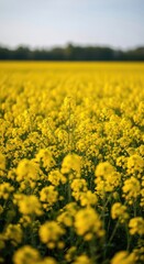 Vast field of vibrant yellow flowers under a cloudy sky
