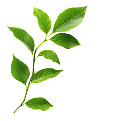 Fototapeta premium Close-up of a vibrant green leafy branch