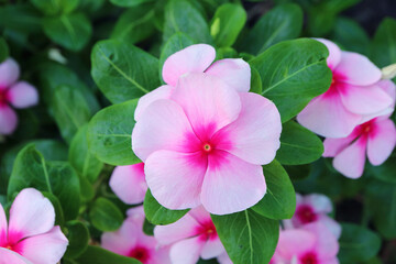 Bunches of Beautiful Gradient Pink with Hot Pink Center Blooming Periwinkle