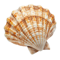 Obraz premium Close-up of a scallop shell, displaying intricate, ribbed, and patterned surface