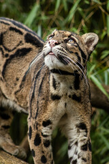 close up of a leopard