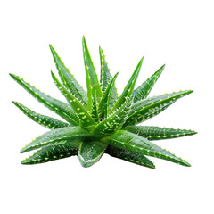 Fototapeta premium Close-up of a vibrant aloe vera plant