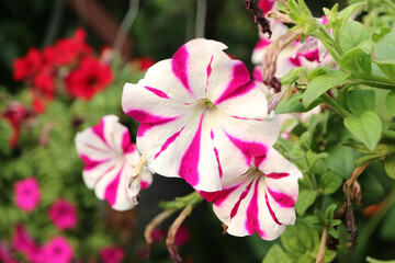 Stunning Magenta and White Bicolor Petunias Blooming in the Garden