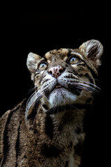 portrait of a bengal tiger