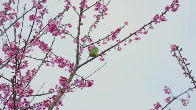Orange-Bellied Leafbird bird on a cherry blossoms branch