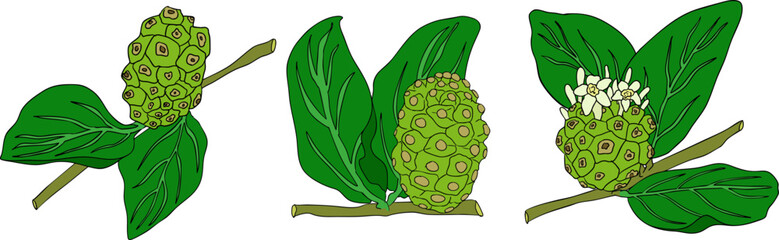 Detailed colored noni fruits,Indian mulberry, great morinda. High quality, versatile vector illustrations.	