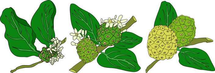 Detailed colored noni fruits,Indian mulberry, great morinda. High quality, versatile vector illustrations.	
