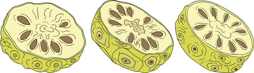 Detailed colored noni fruits,Indian mulberry, great morinda. High quality, versatile vector illustrations.	