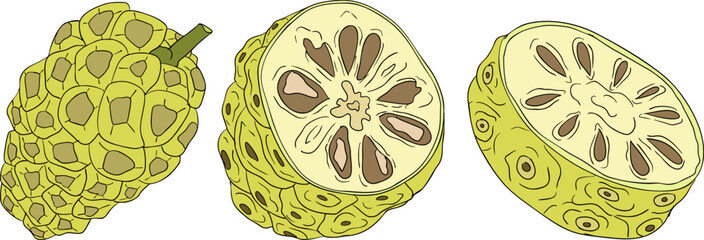 Detailed colored noni fruits,Indian mulberry, great morinda. High quality, versatile vector illustrations.	