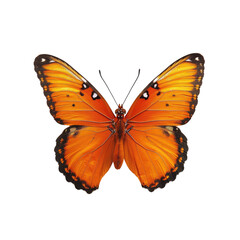 Obraz premium Orange butterfly, detailed wings, black border