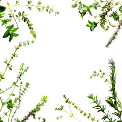 Floral botanical frame,  green sprigs & blossoms