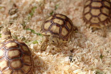 African Sulcata Tortoise Natural Habitat,Close up African spurred tortoise resting, cute animal