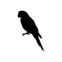 Green parrot silhouette vector flat illustration design. 