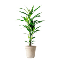 Tall, vibrant green plant in a light beige pot