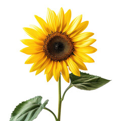 Fototapeta premium Vibrant sunflower with dark center and green leaves
