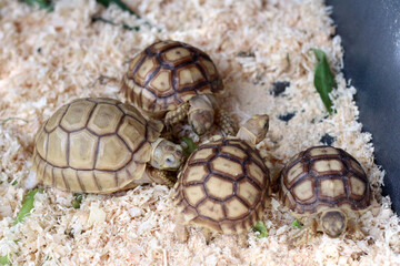 African Sulcata Tortoise Natural Habitat,Close up African spurred tortoise resting, cute animal