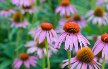 Beautiful close-up of echinacea purpurea