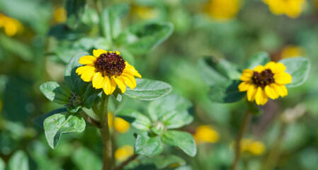 Beautiful close-up of sanvitalia procumbens