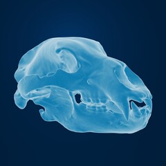 Detailed illustration of an animal skull on blue background