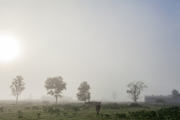 bull walking away towards cows through misty farm paddock with silhouetted gum trees