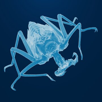 Detailed blue-tinted insect viewed in X-ray style