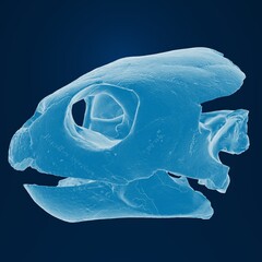 Digital rendering of a dinosaur skull in blue.